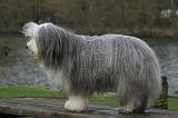 BEARDED COLLIE 282